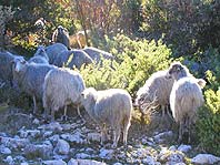 Sheeps and lambs - traditional economy on Brac